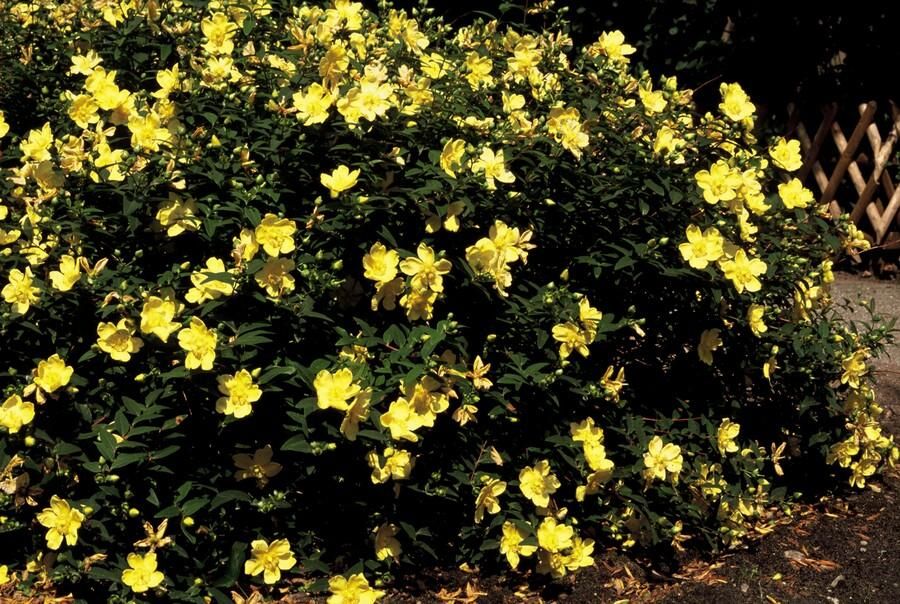 Garden basics 48x Hypericum 'Hidcote' - ↕10-25cm - Ø9cm (50441)