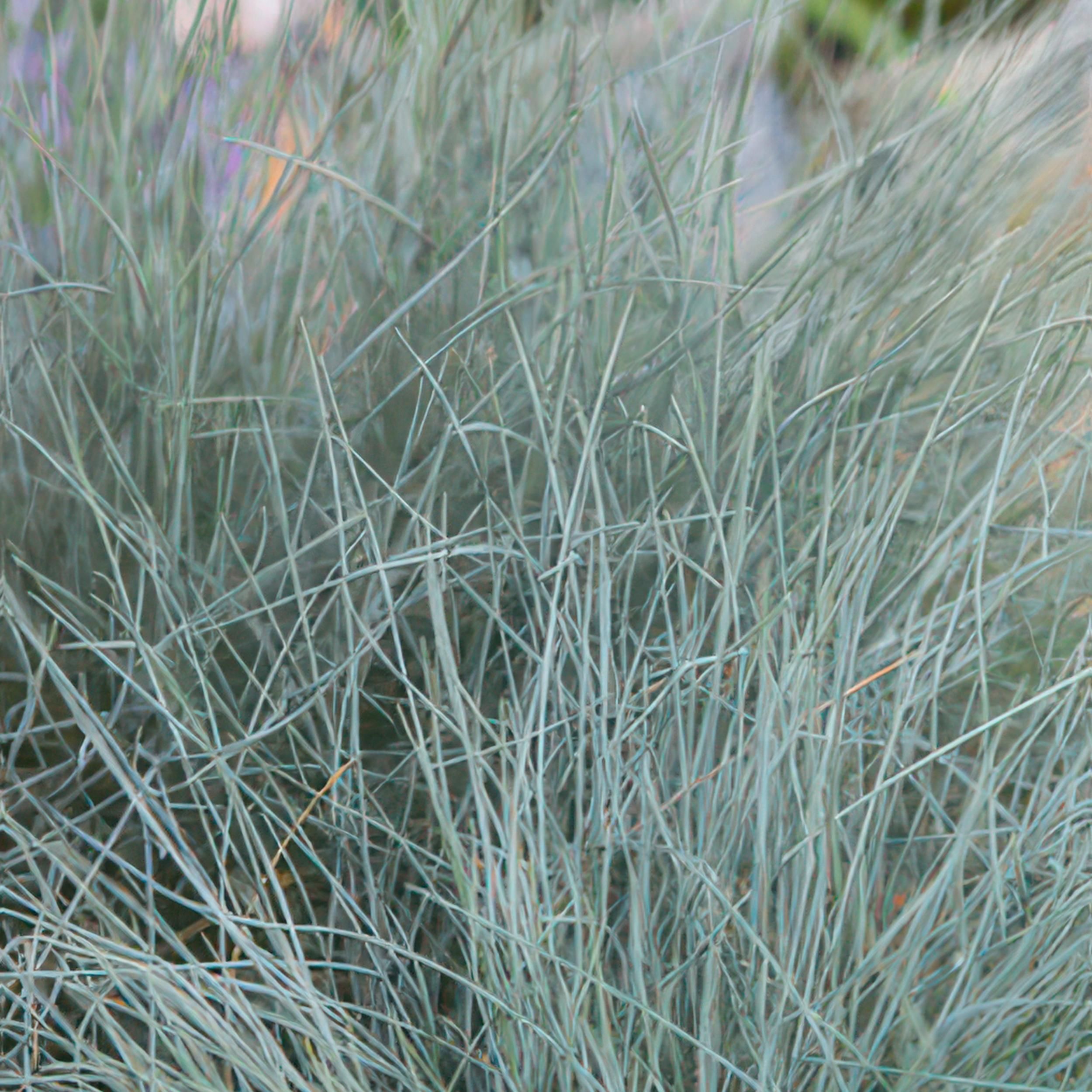 Garden basics 6x Festuca glauca 'Elijah Bleu' - ↕10-25cm - Ø9cm (47727)