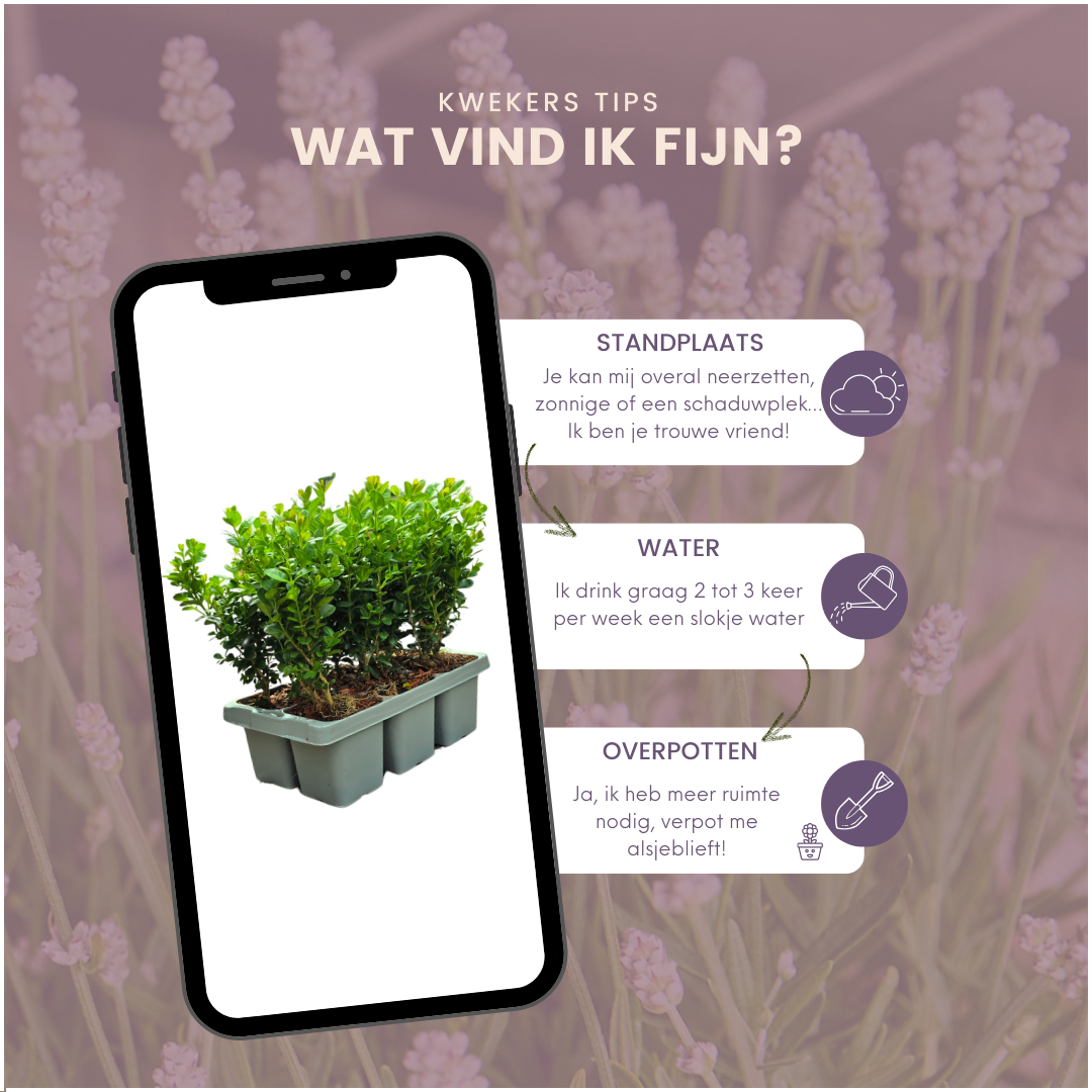 Plants by frank 12 x 6-Pack Buxus NewGen Freedom – Winterharde Groenblijvende Struiken 72 x Ø7 cm | Compacte Buxus (50238)