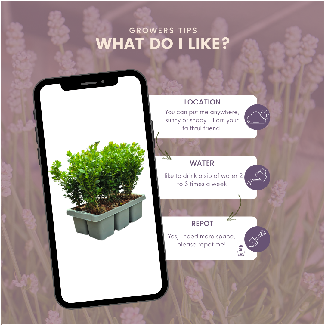 Plants by frank 12 x 6-Pack Buxus NewGen Freedom – Winterharde Groenblijvende Struiken 72 x Ø7 cm | Compacte Buxus (50238)