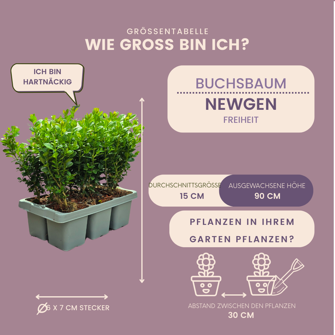 Plants by frank 12 x 6-Pack Buxus NewGen Freedom – Winterharde Groenblijvende Struiken 72 x Ø7 cm | Compacte Buxus (50238)