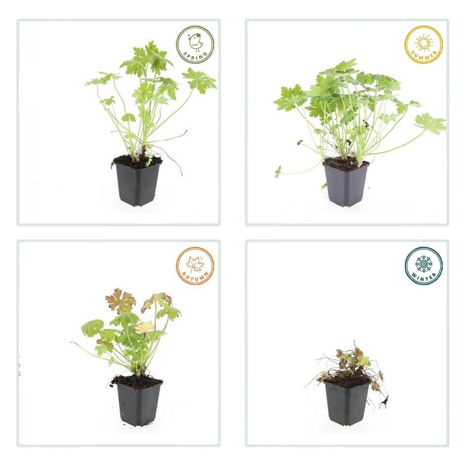 Garden basics 6x Geranium macrorrhizum - ↕10-25cm - Ø9cm (47797)