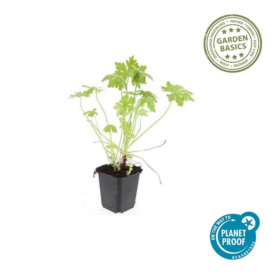 Garden basics 6x Geranium macrorrhizum - ↕10-25cm - Ø9cm (47797)