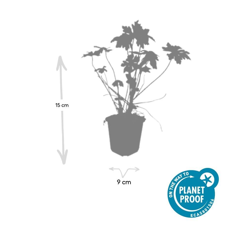 Garden basics 6x Geranium macrorrhizum - ↕10-25cm - Ø9cm (47797)