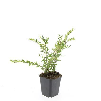 Garden basics 48x Lonicera pileata 'Purple Pearl' - ↕10-25cm - Ø9cm (50481)