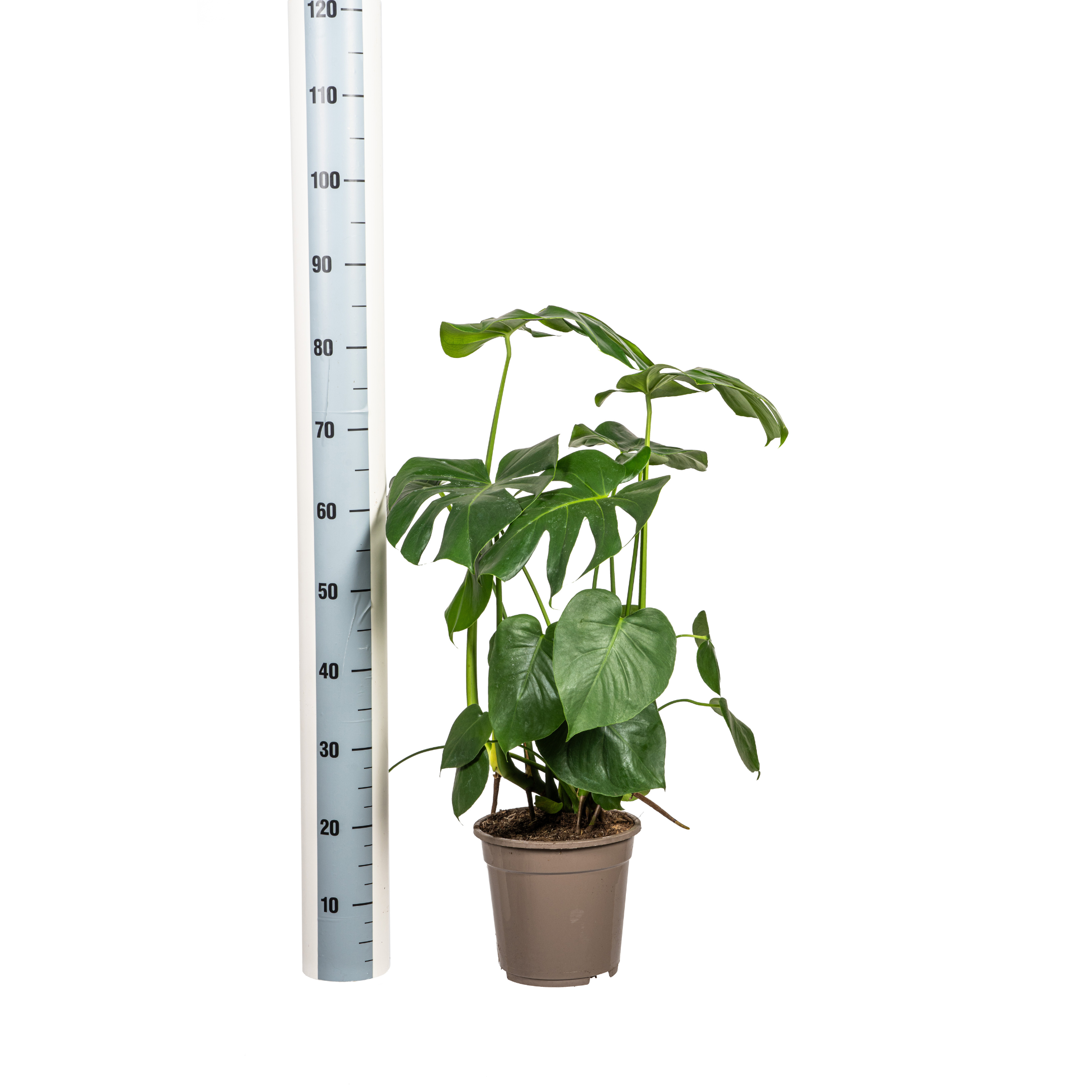 Monstera Deliciosa Tauerii met mand Ø21cm - ↕70 (48789)