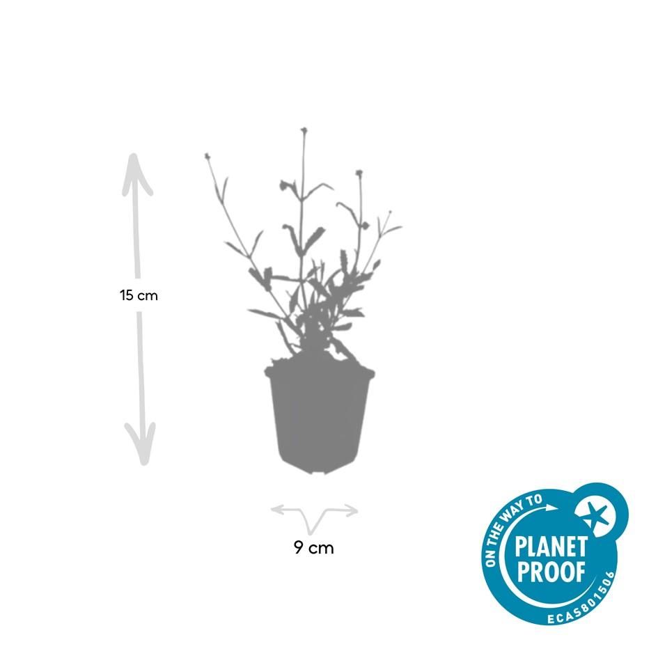 Garden basics 6x Verbena bon. 'Lollipop' - ↕10-25cm - Ø9cm (48005)