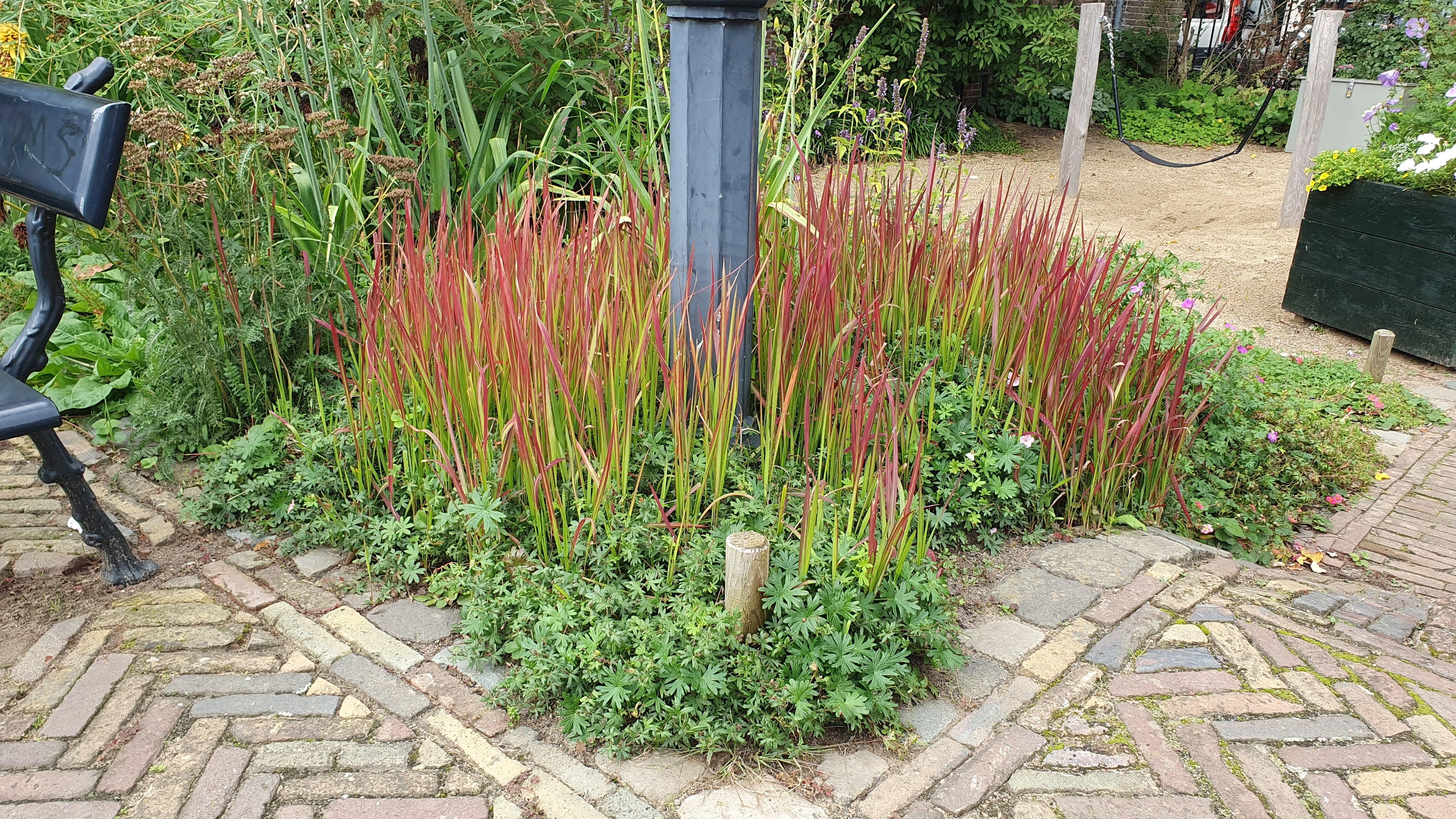 Garden basics 12x Imperata cylindrica 'Red Baron' - ↕10-25cm - Ø9cm (47857)