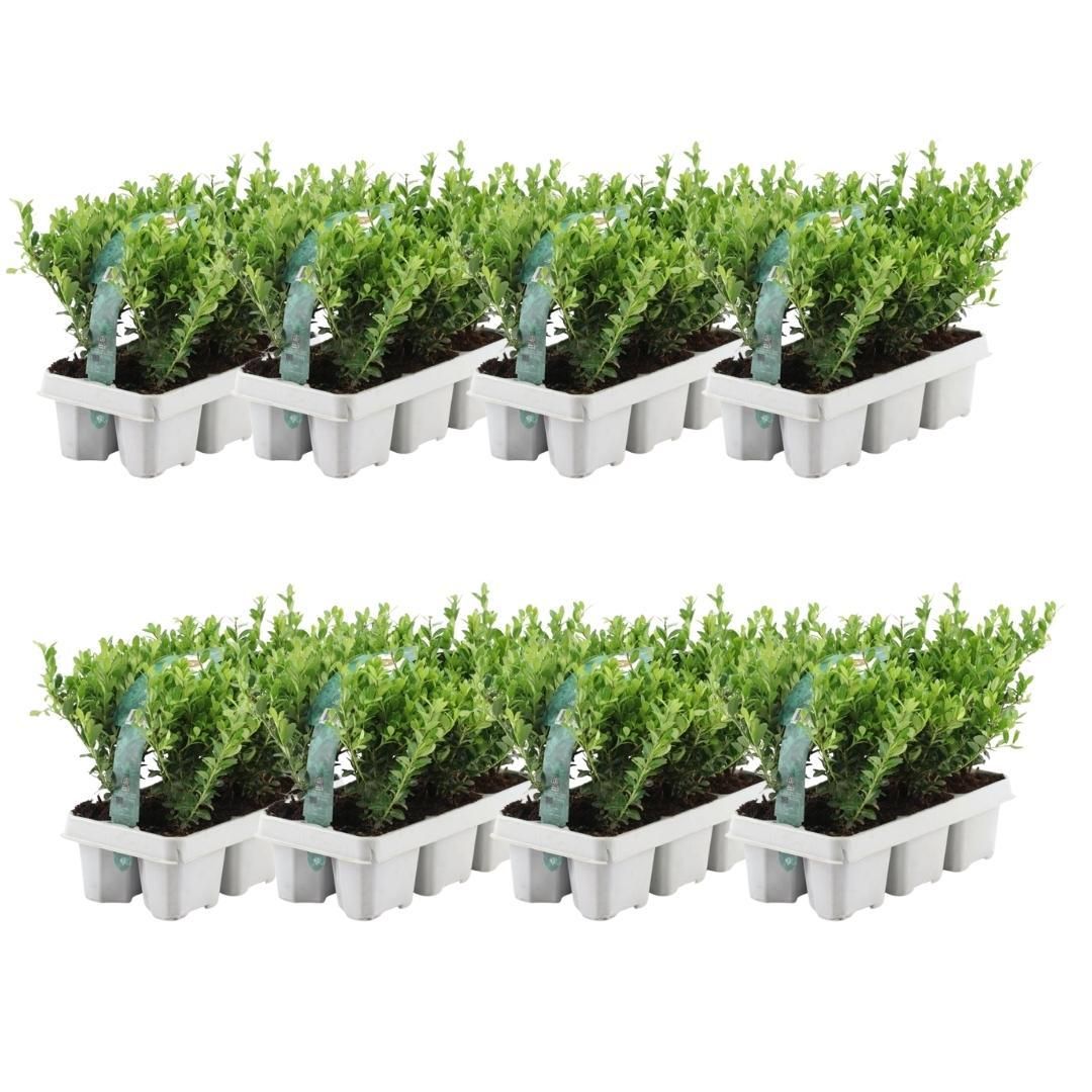 Premium basics 8 x 6 pack Ilex crenata 'Jenny' - Ø7 cm (48274)