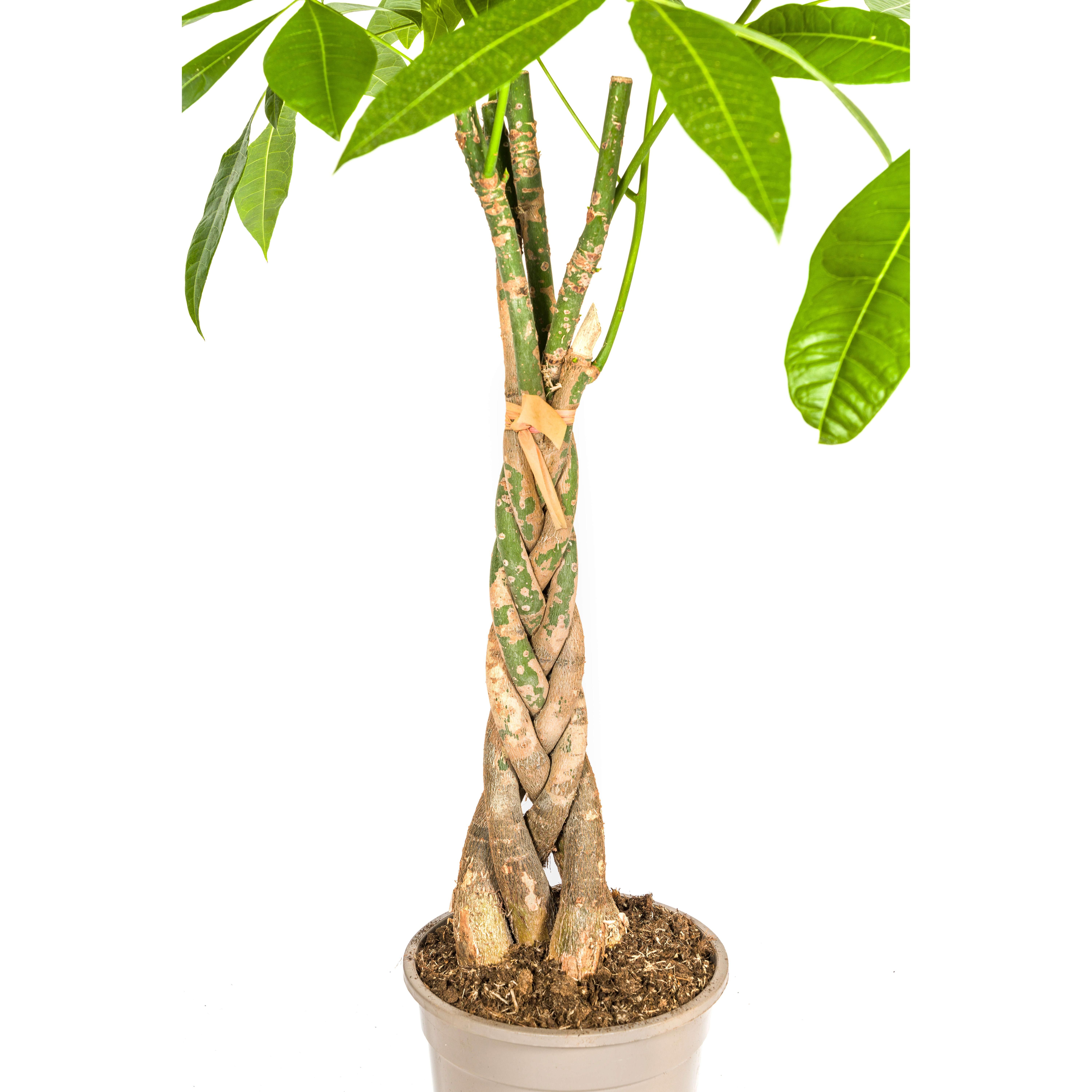 Pachira Aquatica met mand Ø21cm - ↕90 (48790)