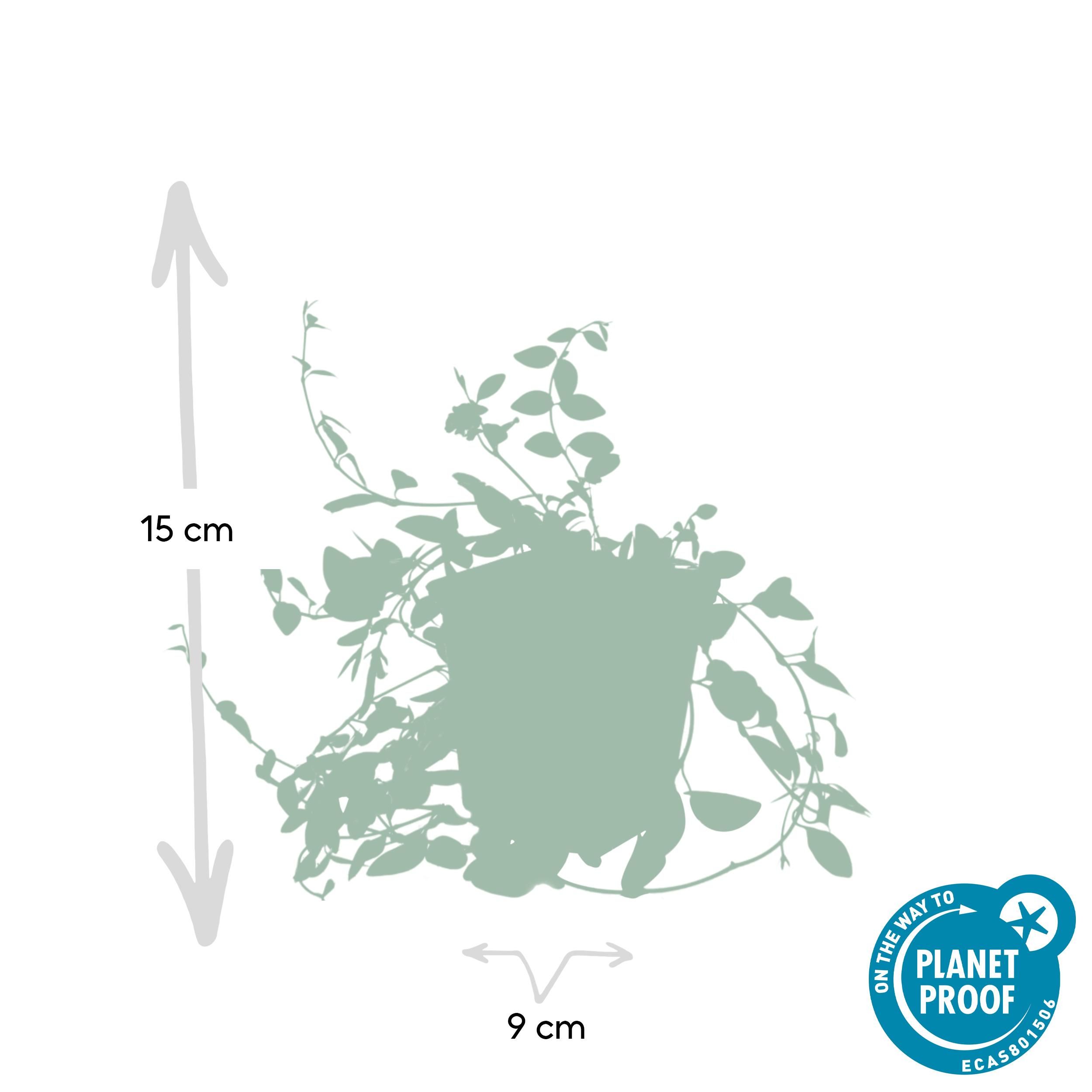 Garden basics 48x Vinca minor 'Atropurpurea', - ↕10-25cm - Ø9cm (50353)
