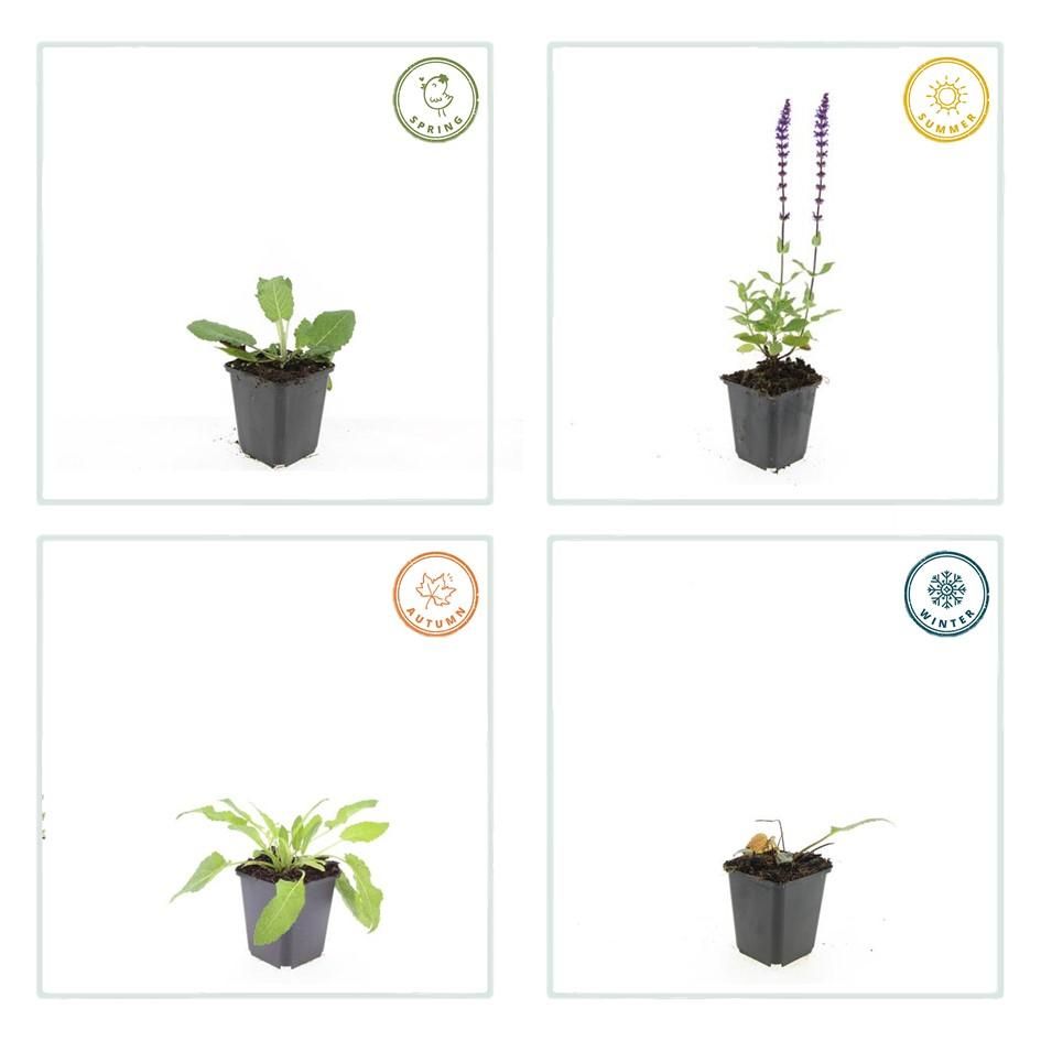 Garden basics 12x Salvia nem. 'Mainacht' - ↕10-25cm - Ø9cm (47991)