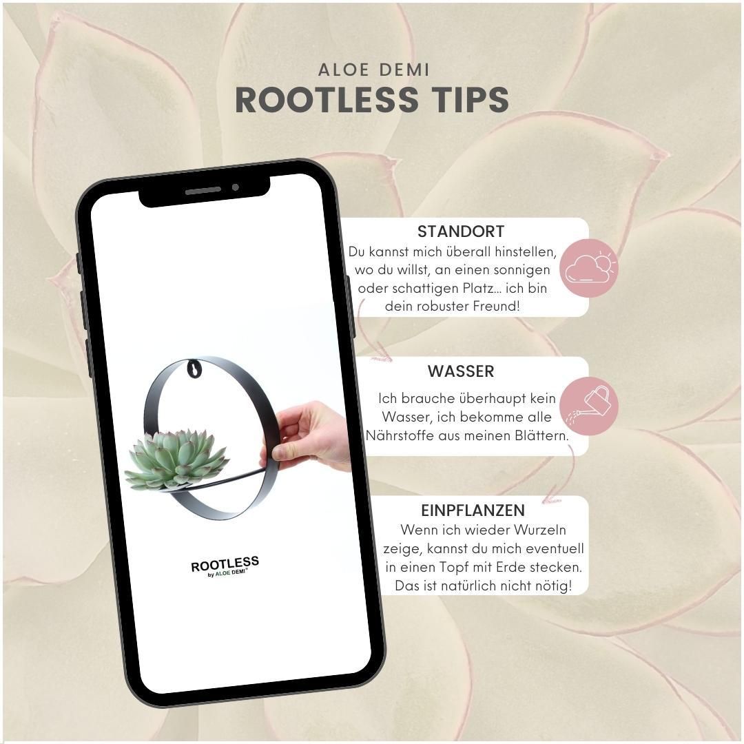 Rootless by aloe demi ROOTLESS Succulent Echeveria Pulidonis op Muurdeco standaard zwart Ø20 cm (8721001420087)