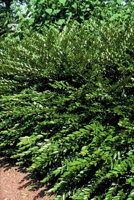 Garden basics 12x Lonicera pileata 'Purple Pearl' - ↕10-25cm - Ø9cm (47917)