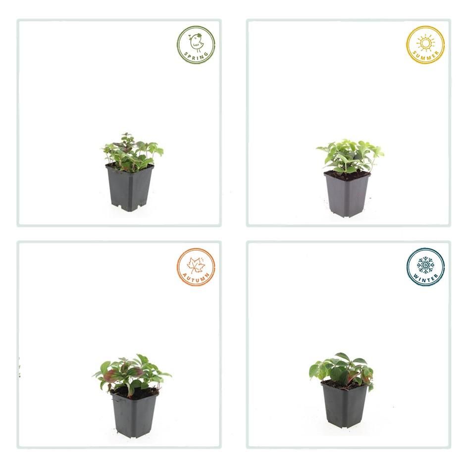 Garden basics 12x Cornus canadensis - ↕10-25cm - Ø9cm (47663)