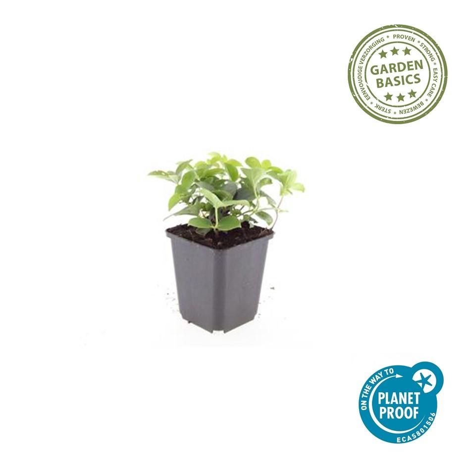 Garden basics 12x Cornus canadensis - ↕10-25cm - Ø9cm (47663)