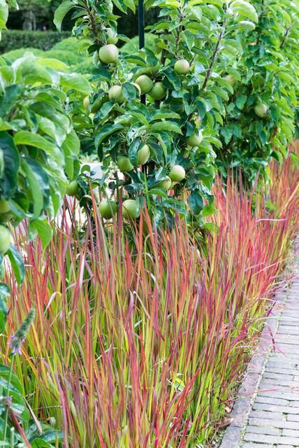 Garden basics 6x Imperata cylindrica 'Red Baron' - ↕10-25cm - Ø9cm (47856)