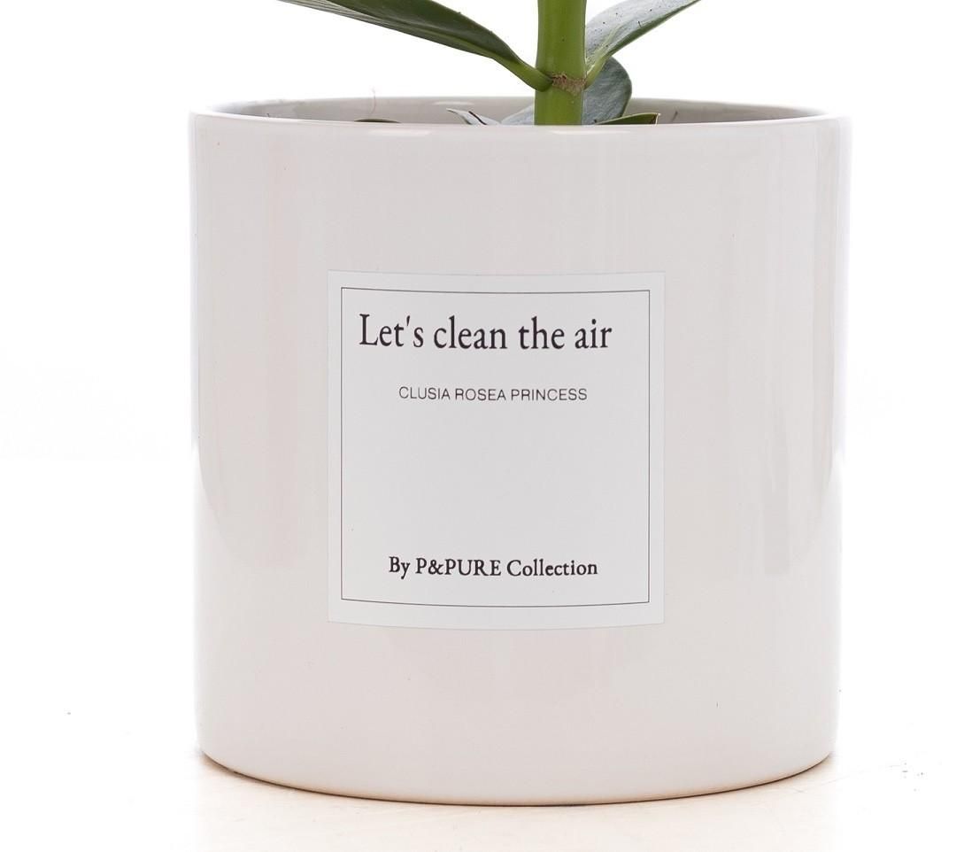 Clusia Rosea Gift "Let's Clean The Air" WITH GREETING CARD! (53337)