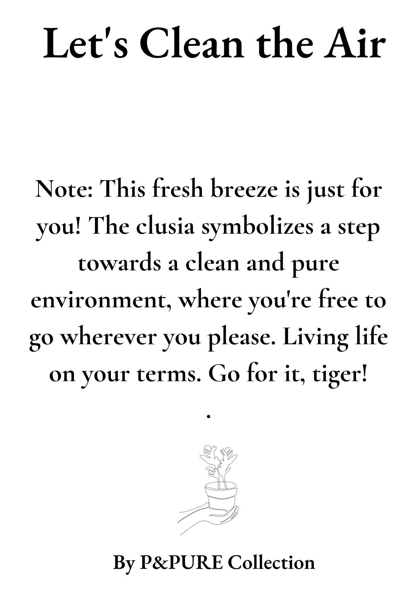 Clusia Rosea Gift "Let's Clean The Air" WITH GREETING CARD! (53337)