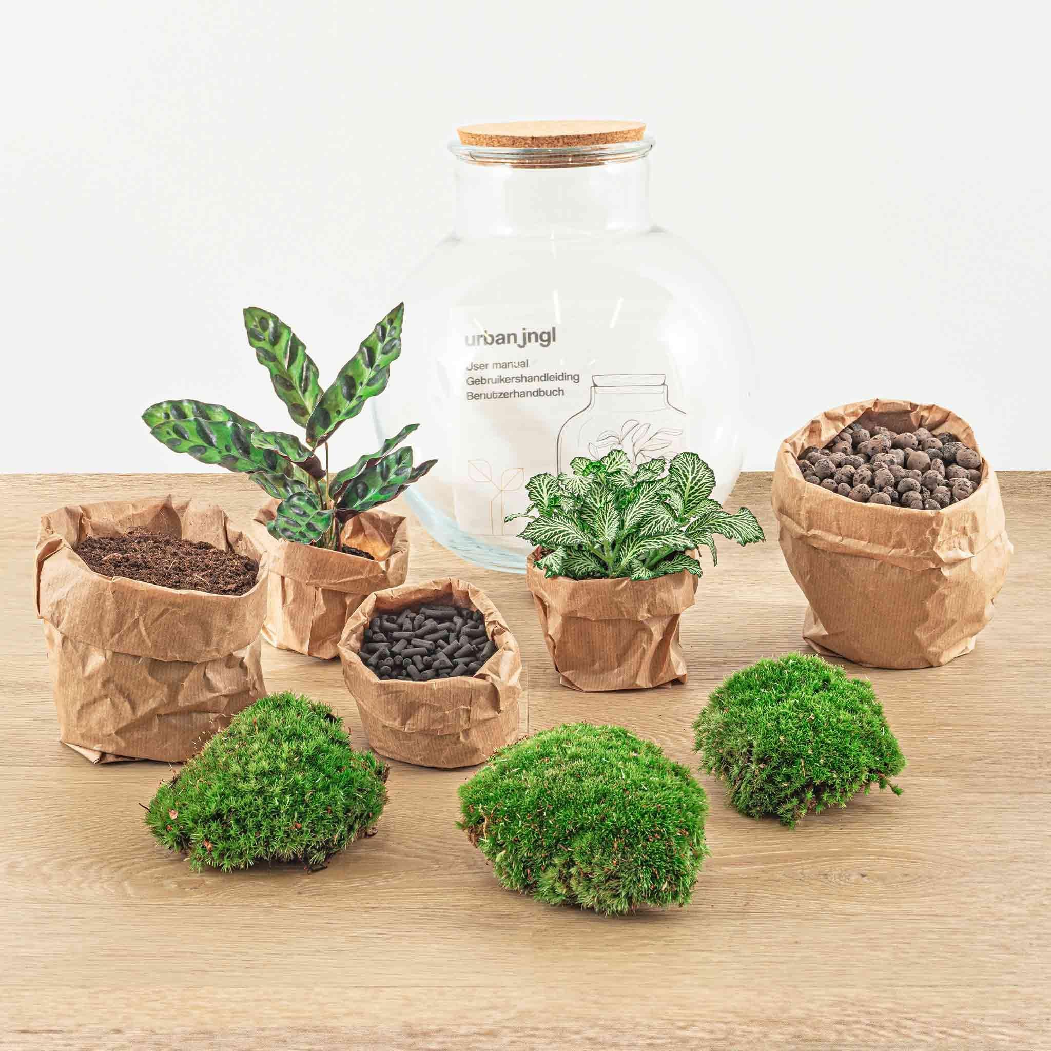 DIY Planten terrarium (met licht) - Teddy - Ø 25 cm ↑ 26,5 cm - Rake + Shovel + Tweezer + Scissors (8720726958400)