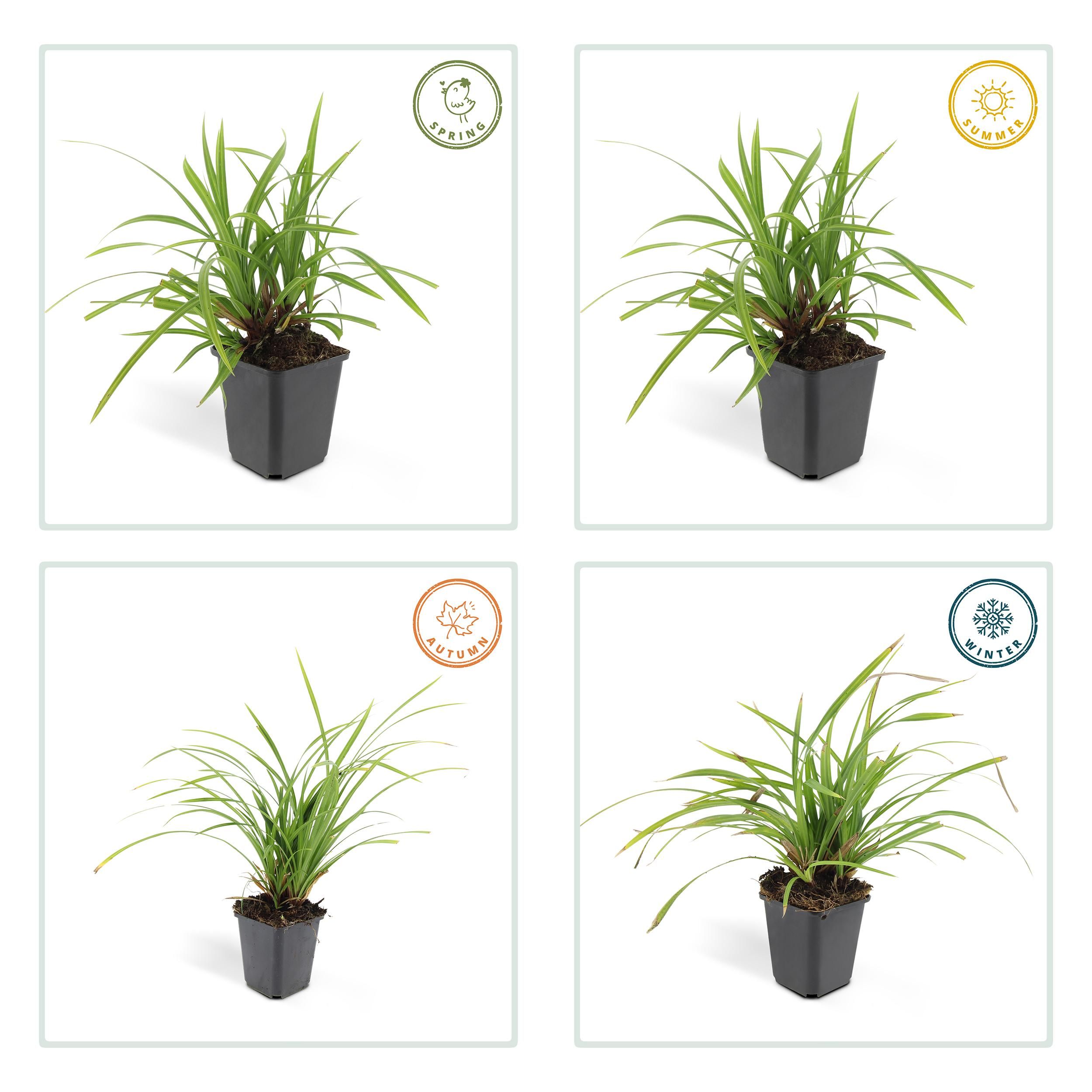 Garden basics 60x Carex morrowii 'Irish Green' - ↕10-25cm - Ø9cm (47650)