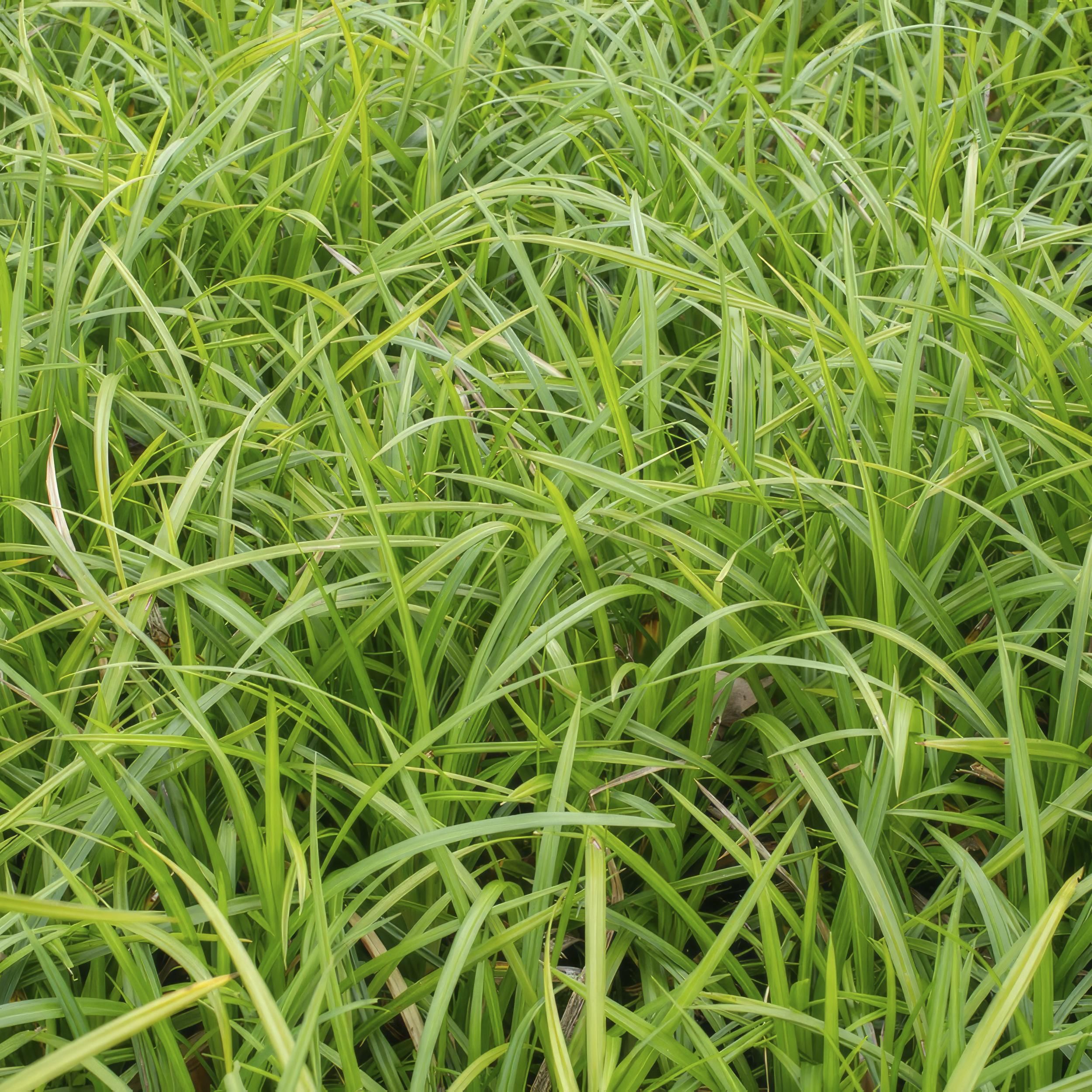 Garden basics 60x Carex morrowii 'Irish Green' - ↕10-25cm - Ø9cm (47650)