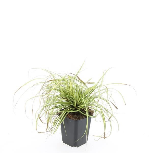 Garden basics 48x Carex oshim. 'Evergold' - ↕10-25cm - Ø9cm (50387)