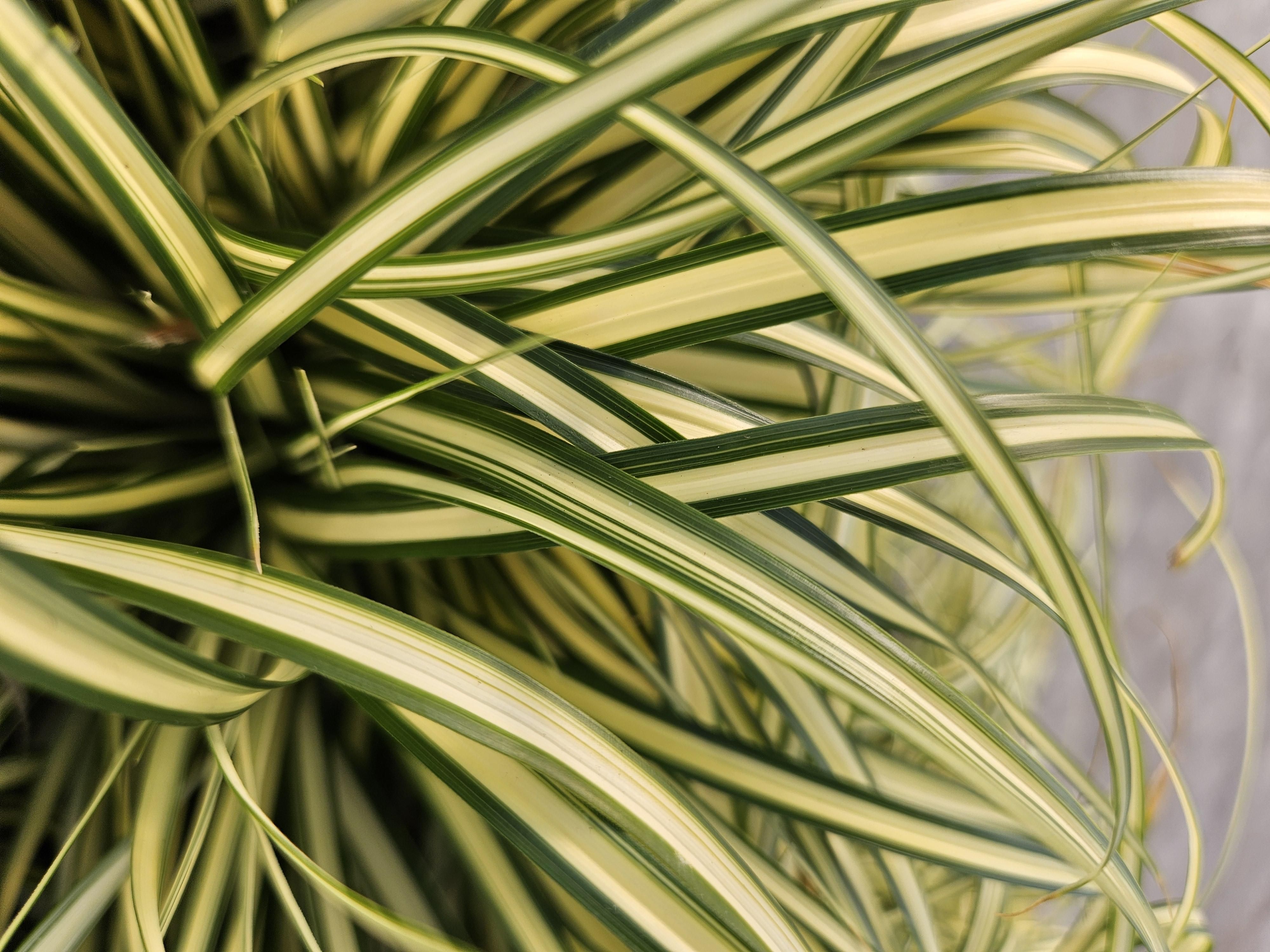 Garden basics 48x Carex oshim. 'Evergold' - ↕10-25cm - Ø9cm (50387)