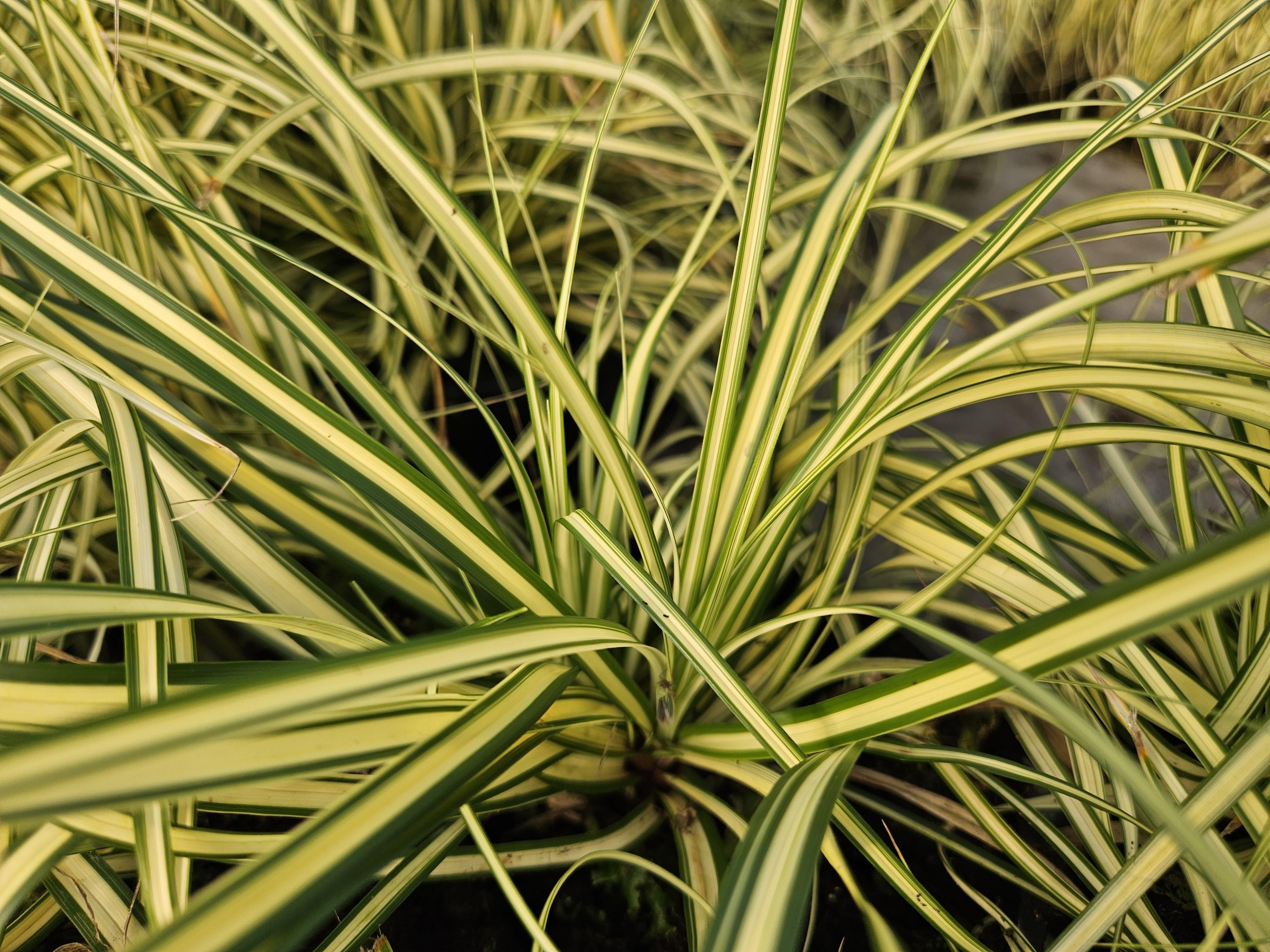 Garden basics 48x Carex oshim. 'Evergold' - ↕10-25cm - Ø9cm (50387)