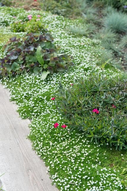 Garden basics 60x Sagina subulata - ↕10-25cm - Ø9cm (47984)