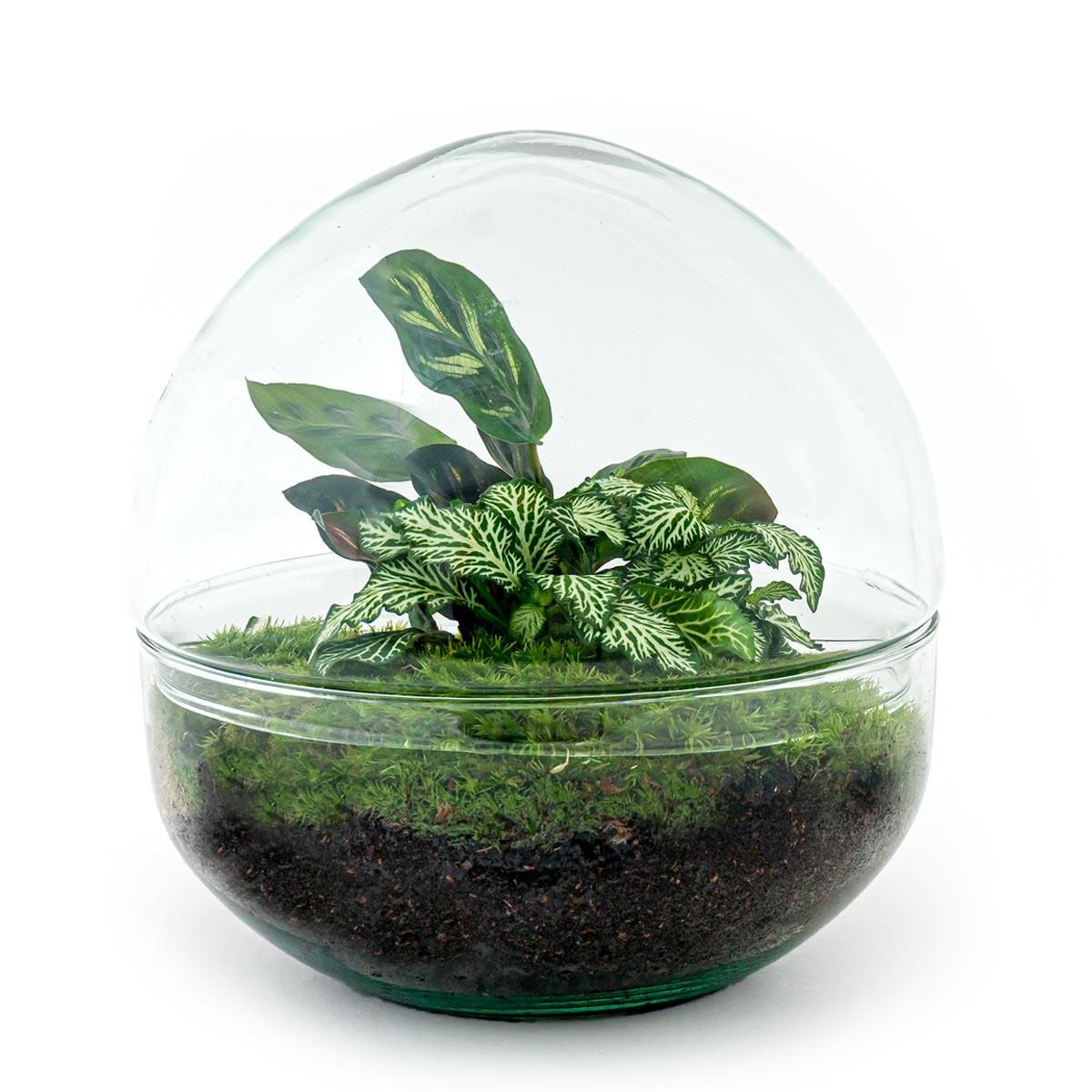 DIY Planten terrarium tweedelig bolglas - Dome - Ø 20 cm ↑ 20 cm - Rake + Shovel (8720726958721)