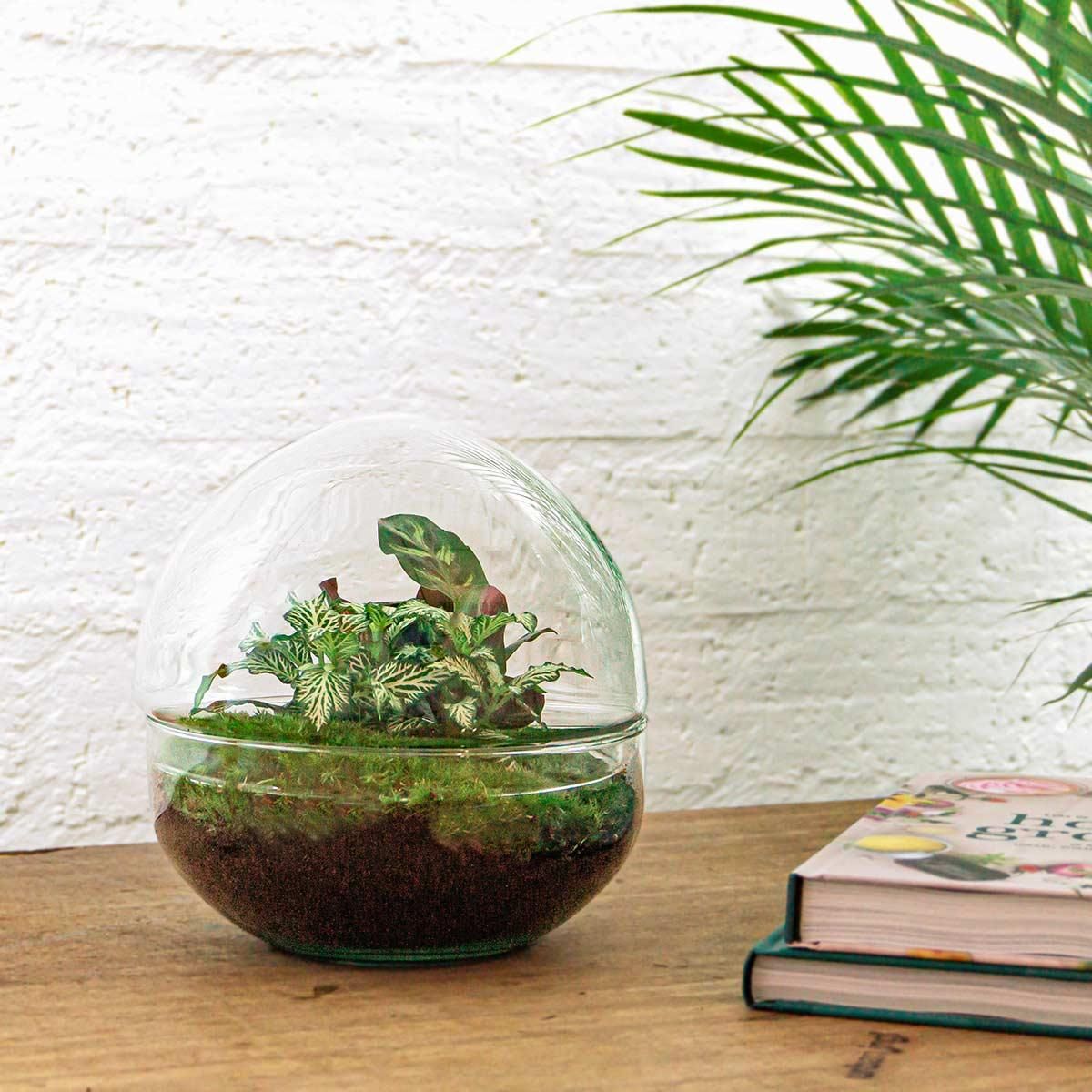 DIY Planten terrarium tweedelig bolglas - Dome - Ø 20 cm ↑ 20 cm - Rake + Shovel (8720726958721)