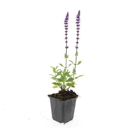 Garden basics 48x Salvia nem. 'Caradonna' - ↕10-25cm - Ø9cm (50596)