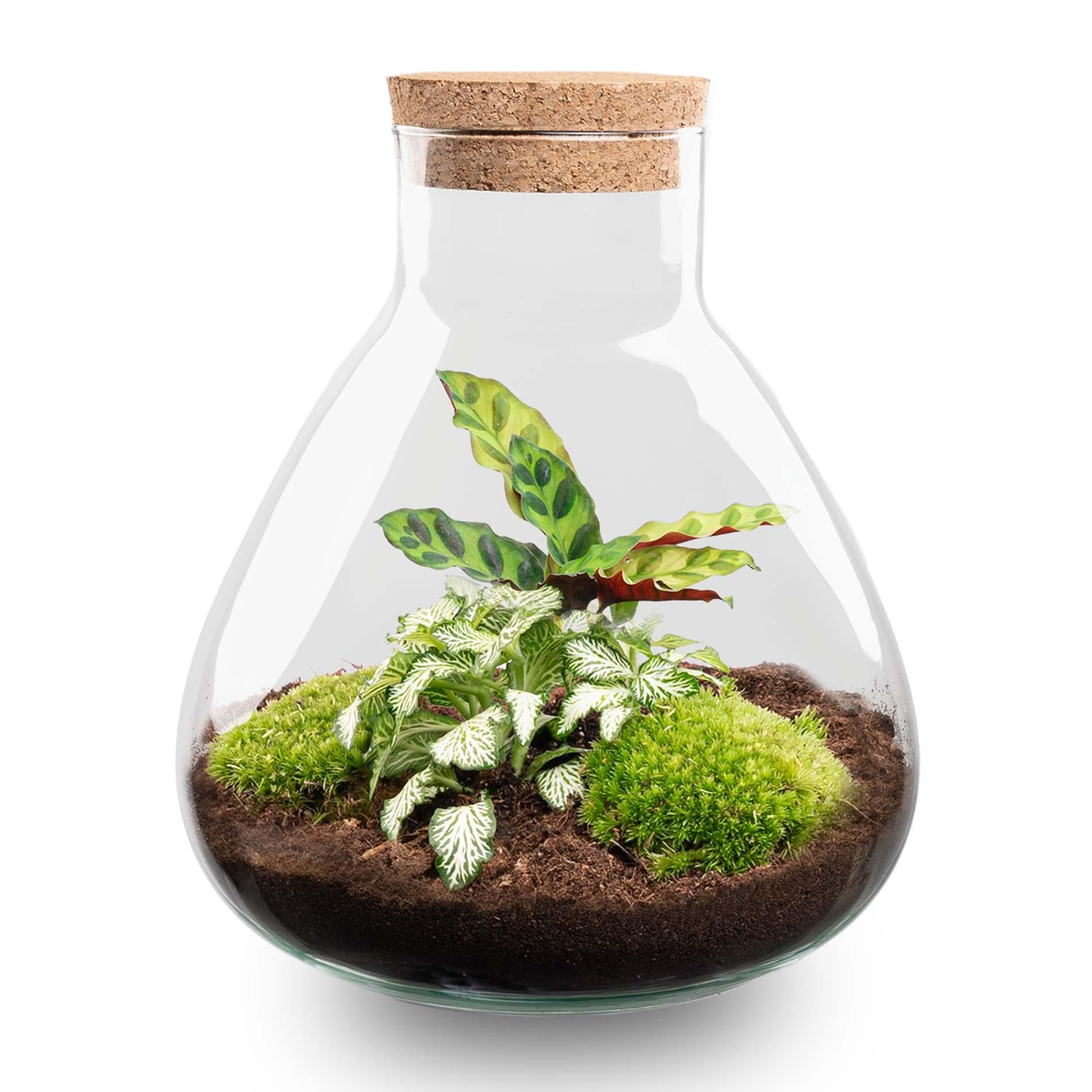 DIY terrarium - Sammie Calathea - No tools (54763)