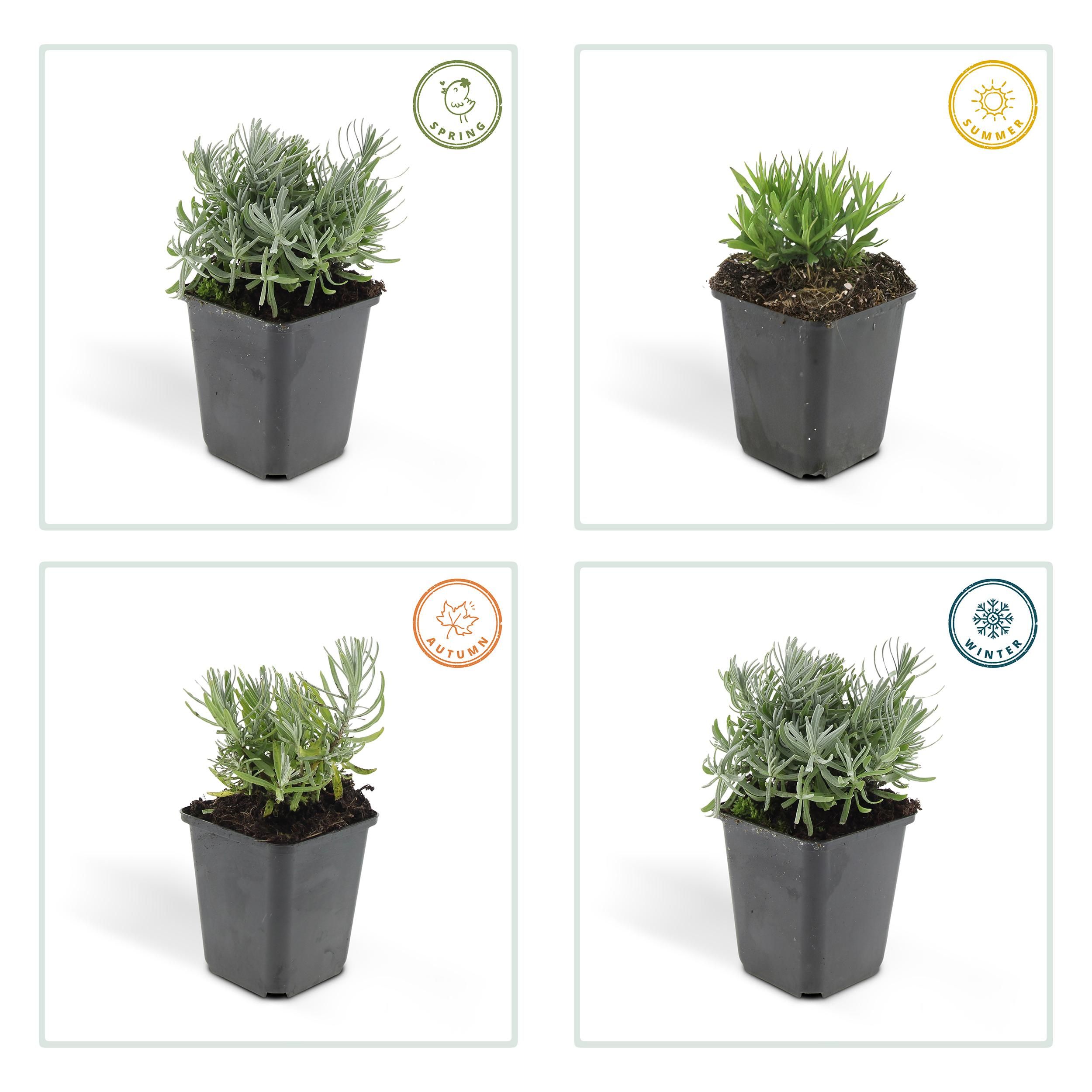 Garden basics 24x Lavandula 'Hidcote' - ↕10-25cm - Ø9cm (50330)