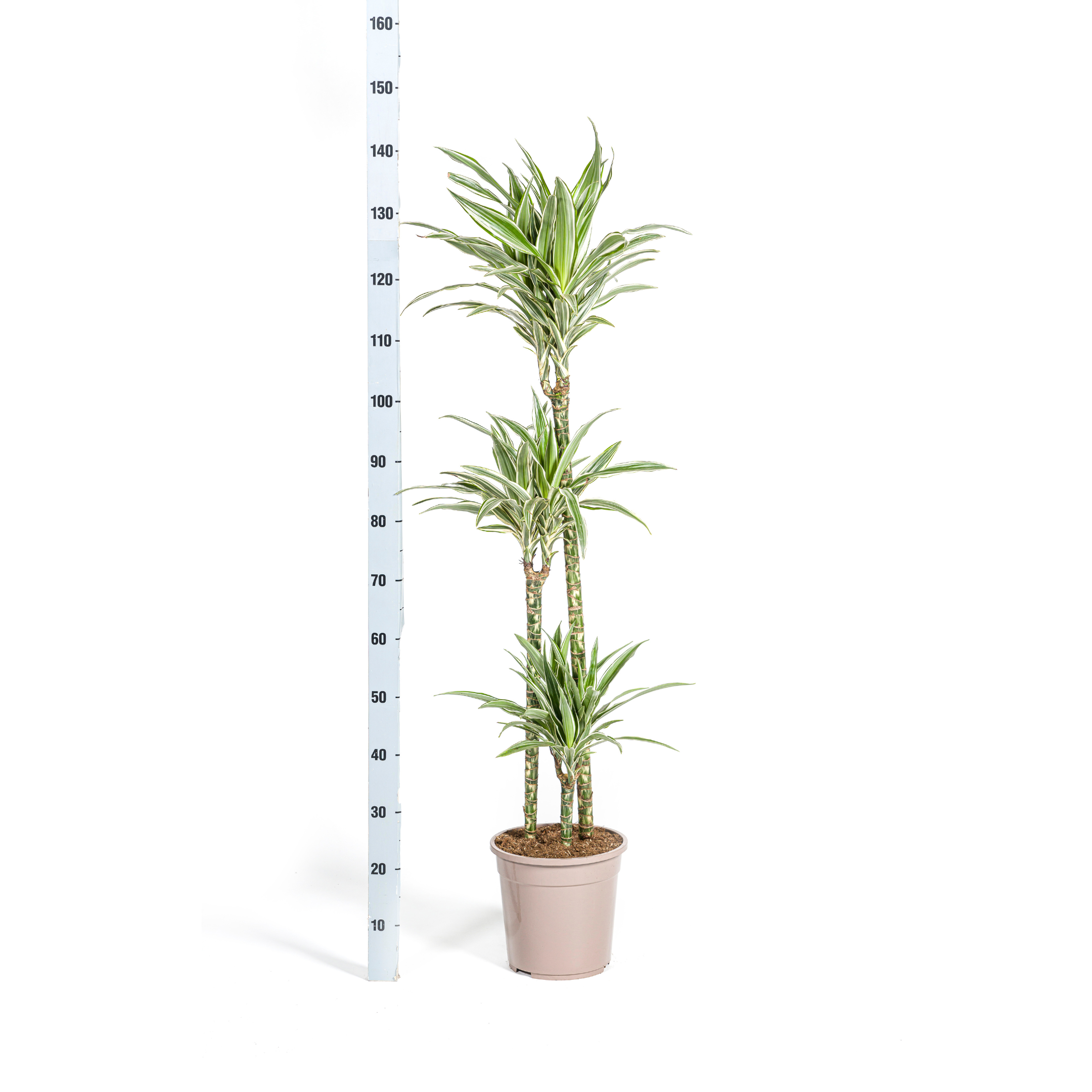 Dracaena Deremensis White Stripe met mand Ø24cm - ↕130 (48779)