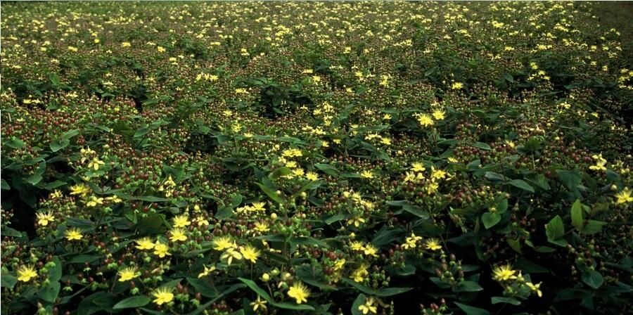 Garden basics 60x Hypericum inodorum - ↕10-25cm - Ø9cm (47855)