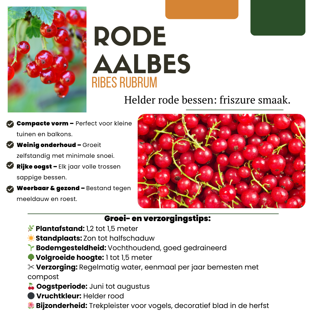 Premium basics "Vruchten oase" BIO Fruitplanten mix set van 5 verschillende soorten (48362)