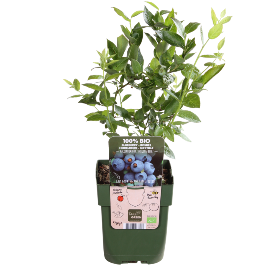 Premium basics "Vruchten oase" BIO Fruitplanten mix set van 5 verschillende soorten (48362)