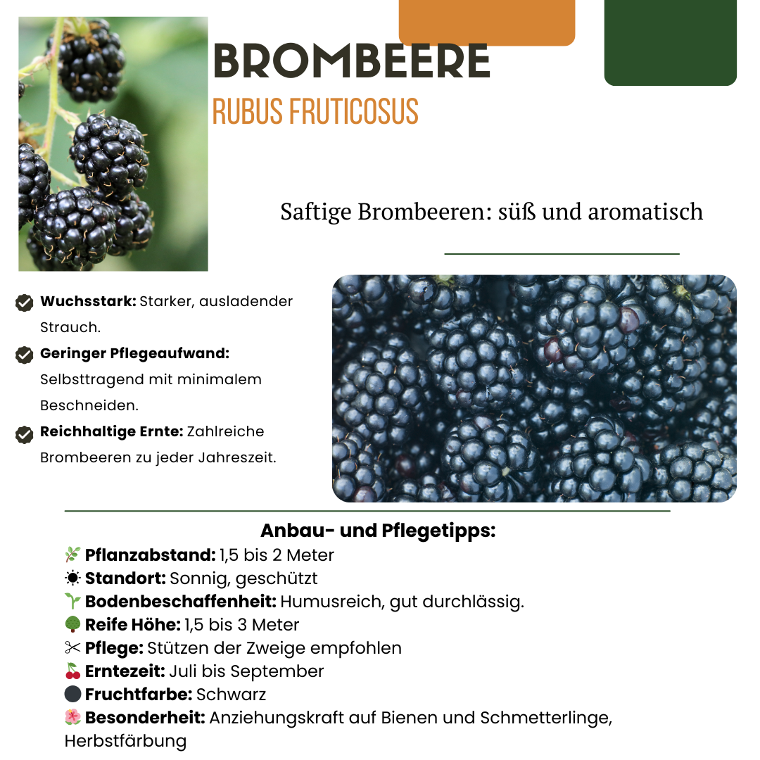 Premium basics "Vruchten oase" BIO Fruitplanten mix set van 5 verschillende soorten (48362)