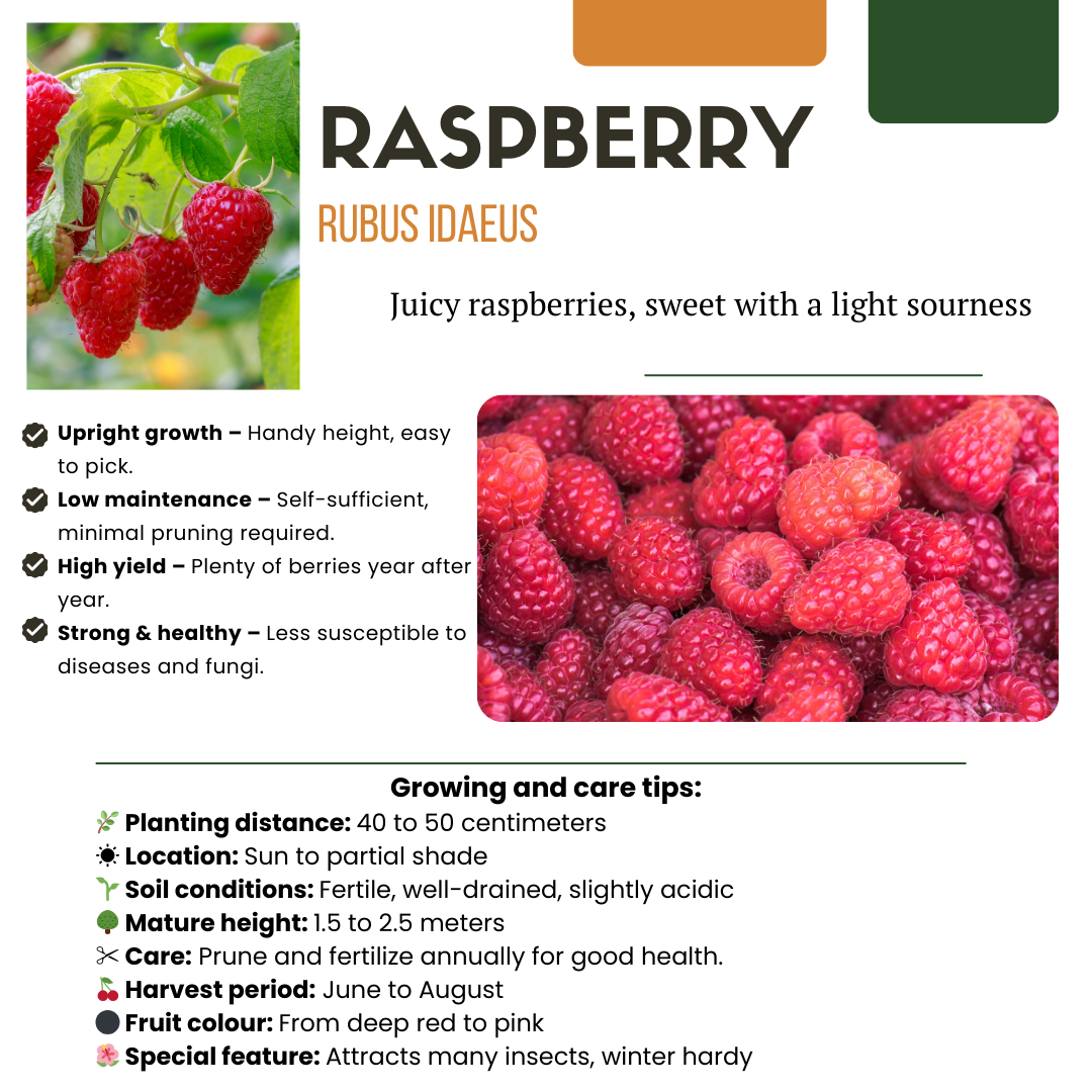 Premium basics "Vruchten oase" BIO Fruitplanten mix set van 5 verschillende soorten (48362)