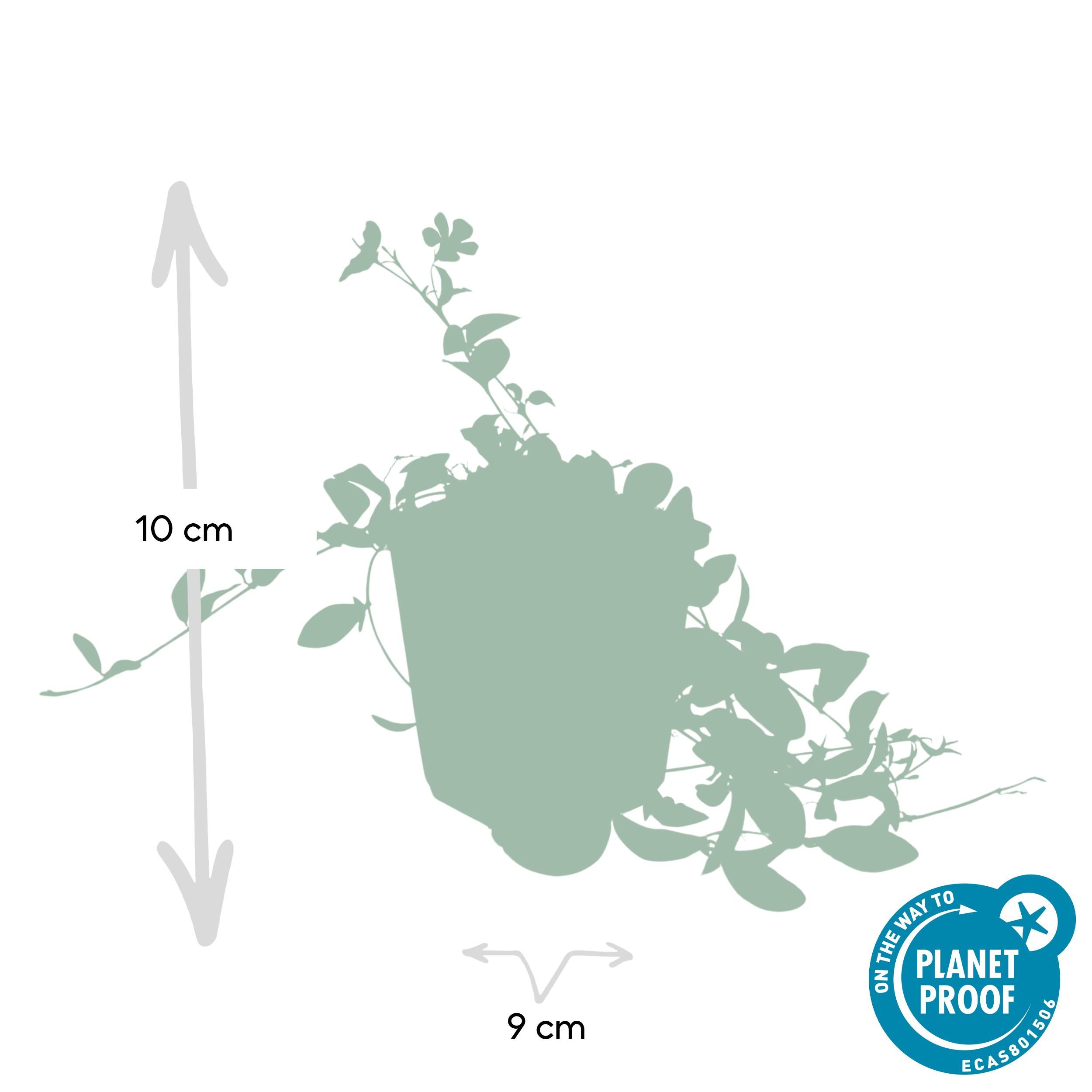 Garden basics 6x Vinca minor - ↕10-25cm - Ø9cm (47000)