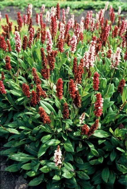 Garden basics 6x Persicaria aff. 'Darjeeling Red' - ↕10-25cm - Ø9cm (47955)
