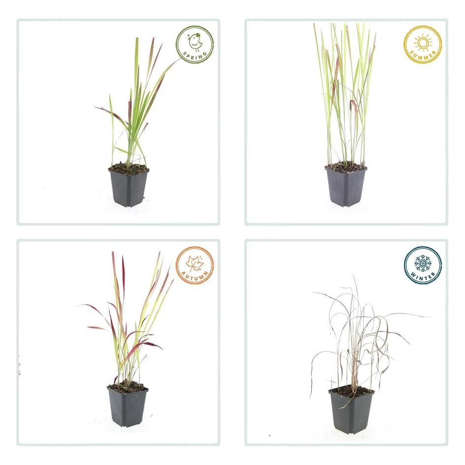 Garden basics 60x Imperata cylindrica 'Red Baron' - ↕10-25cm - Ø9cm (47860)