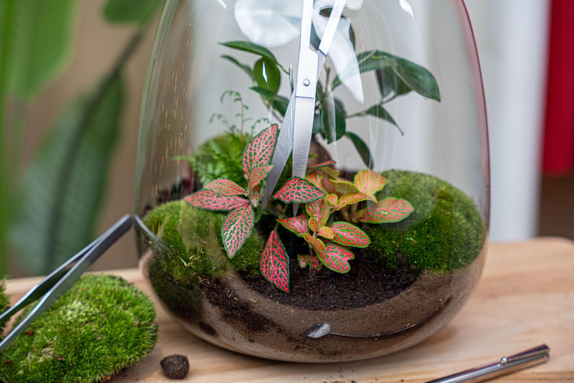 Lange terrarium-schaar - Roestvast staal (8720872024028)