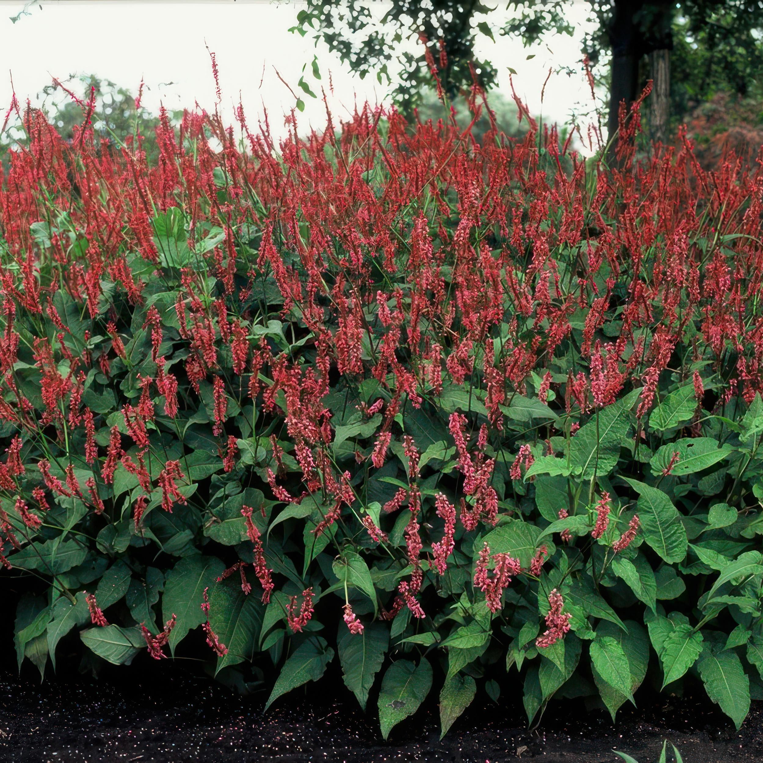 Garden basics 6x Persicaria amplexicaulis - ↕10-25cm - Ø9cm (47960)
