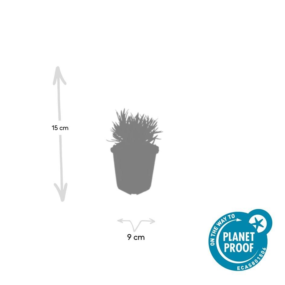 Garden basics 60x Lavandula int. 'Edelweiss' - ↕10-25cm - Ø9cm (47885)