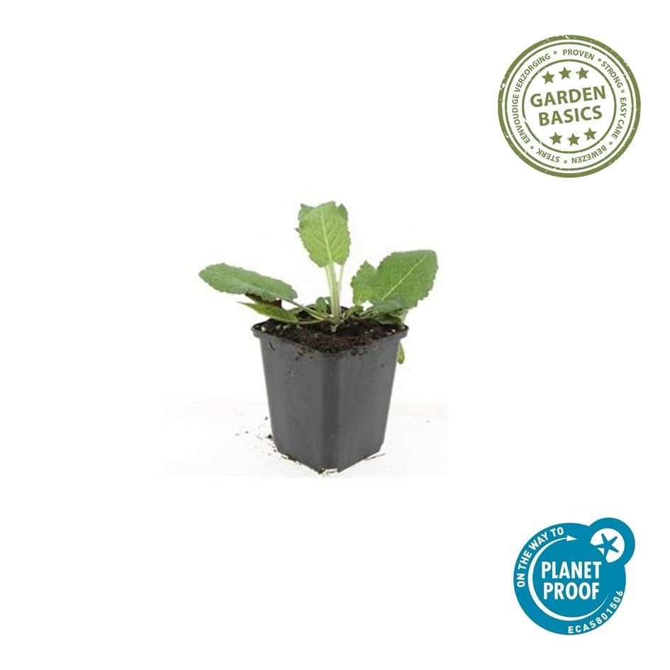 Garden basics 6x Salvia nem. 'Mainacht' - ↕10-25cm - Ø9cm (47990)