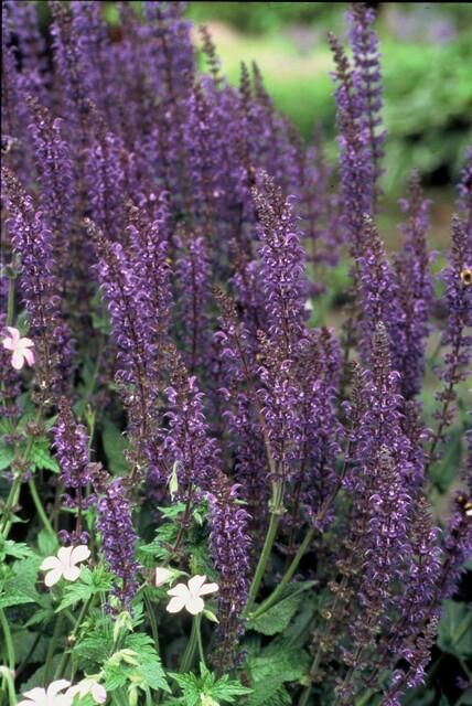 Garden basics 6x Salvia nem. 'Mainacht' - ↕10-25cm - Ø9cm (47990)