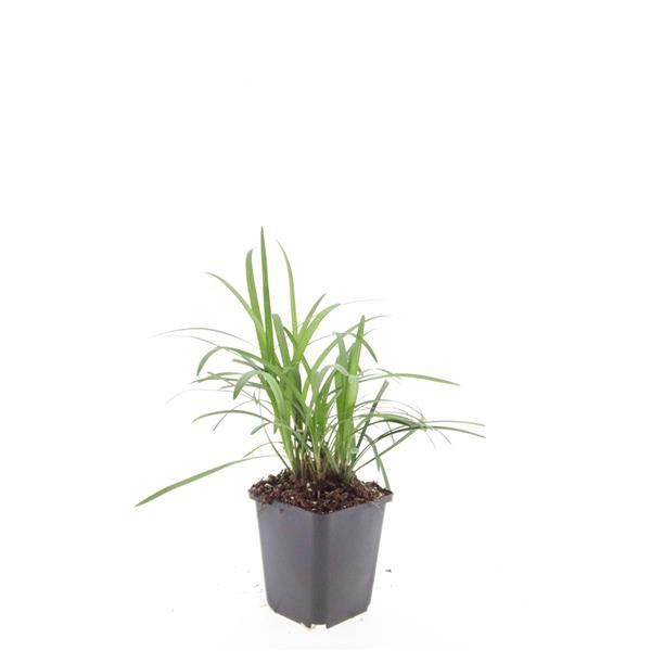 Garden basics 24x Liriope muscari 'Moneymaker' - ↕10-25cm - Ø9cm (50472)